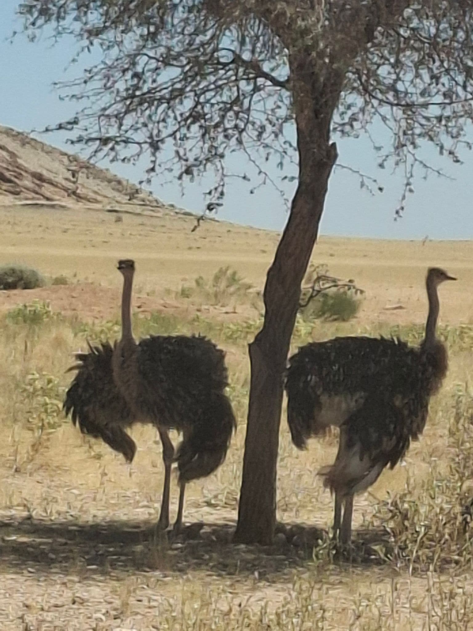 Two ostriches standing under a tree in arid grassland, Namibia.