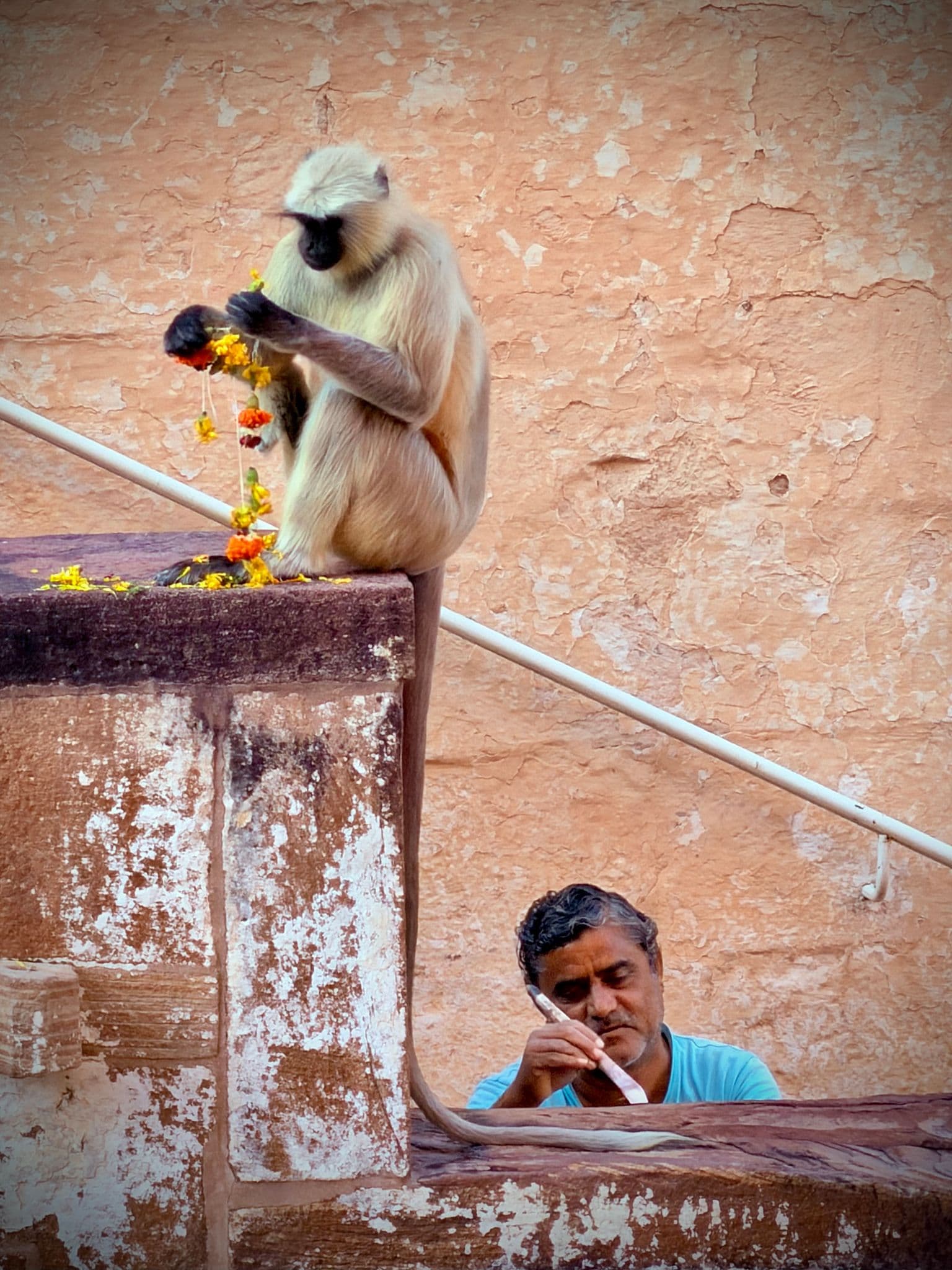 Gray langur on a stone ledge holding marigold garlands while a man below works on the wall, Jodhpur, India.
