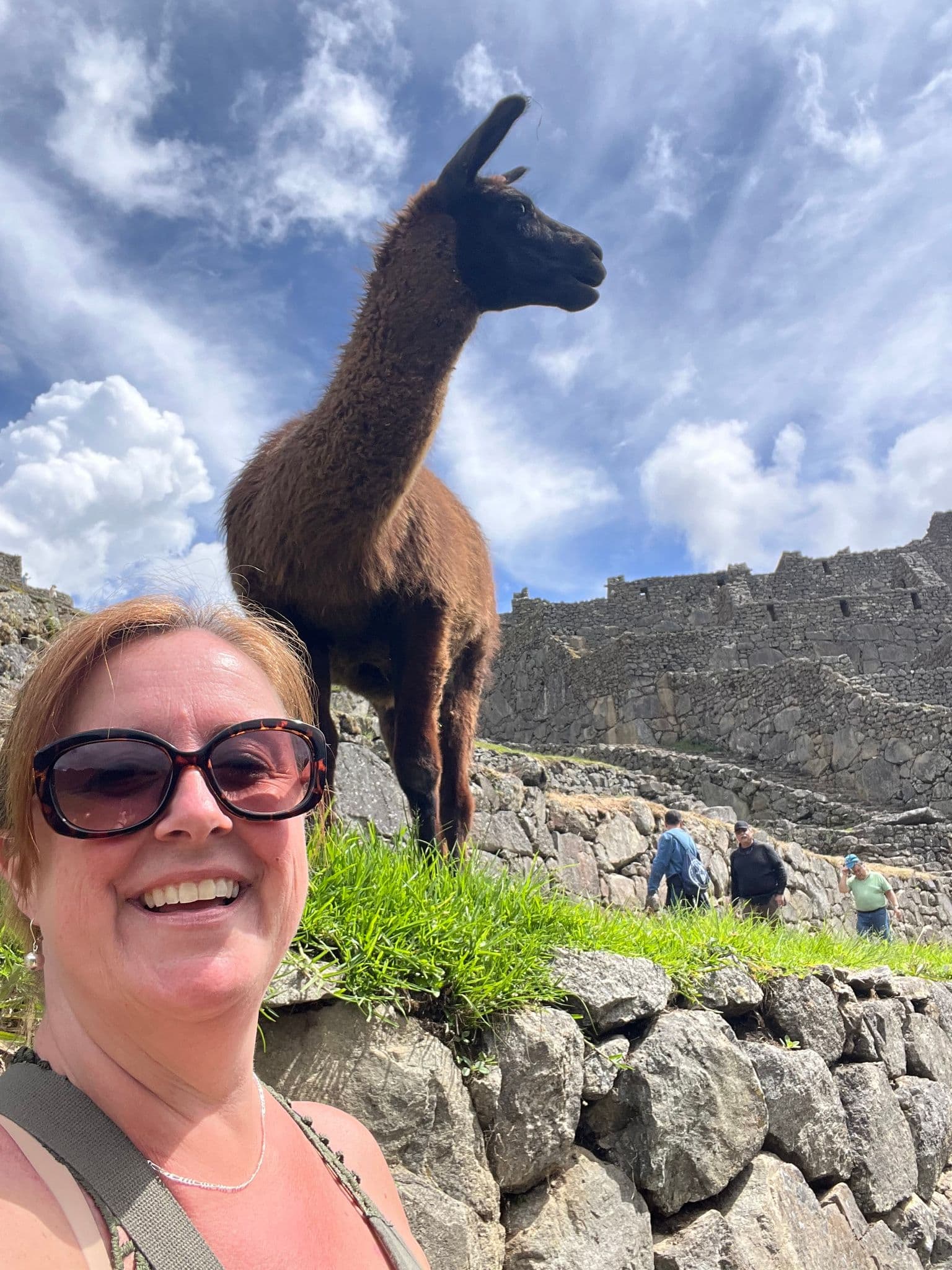 Machu Picchu stone terraces with a brown llama standing above a smiling tourist taking a selfie, Cusco region, Peru.
