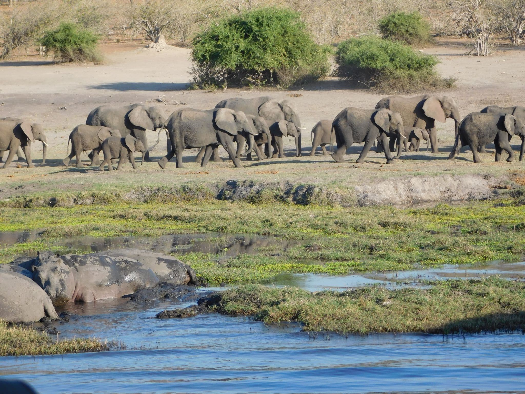 A herd of elephants walking along the Zambezi River bank with hippos wallowing in the water, Botswana.