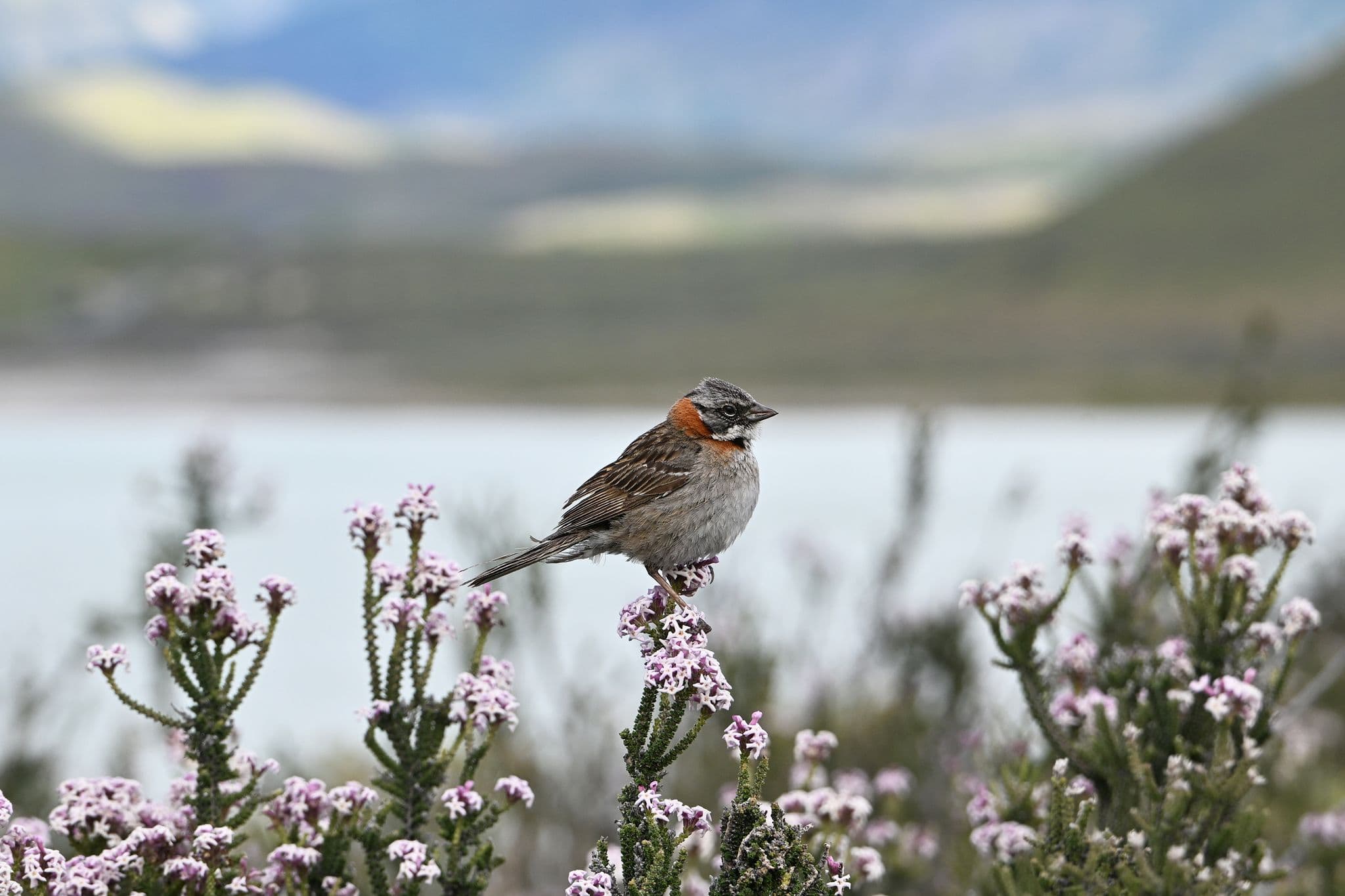 Small sparrow perched on pink wildflowers at Lago Amarga, with a lake and mountains behind it.