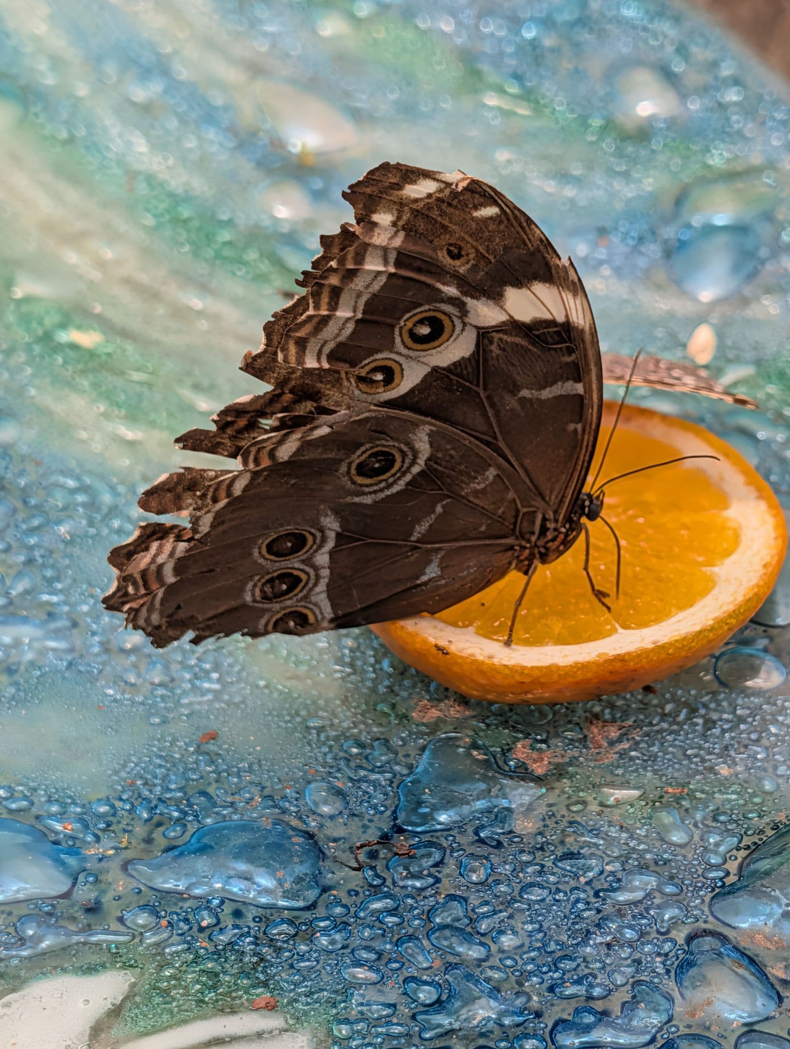 Butterfly perched on a halved orange slice, feeding on the fruit against a blue textured surface.