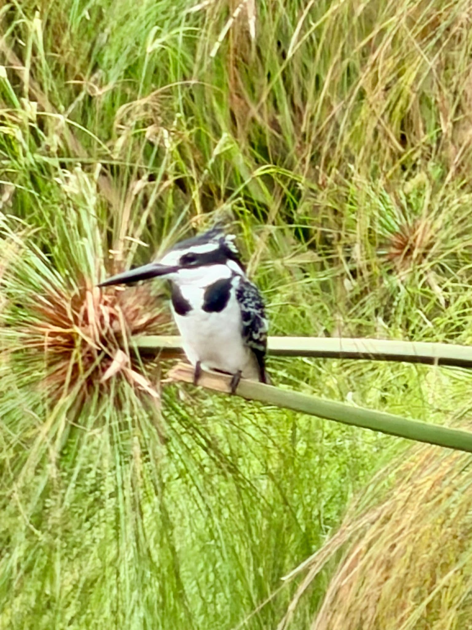 Pied kingfisher perched on a papyrus stalk at Lake Mulehe, Uganda.
