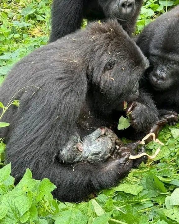 Mountain gorilla mother holding a newborn among green forest undergrowth