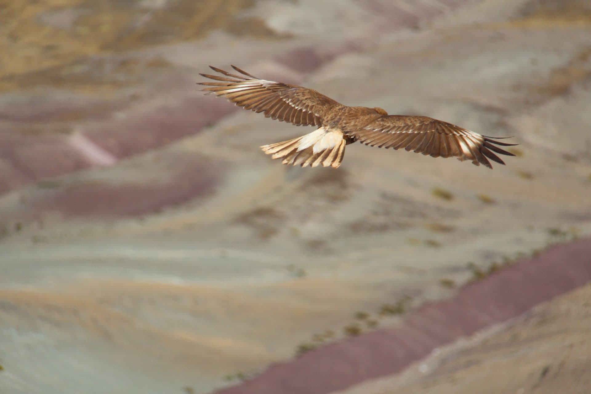 Soaring bird over the striped, colorful slopes of Vinicunca (Rainbow Mountain), Cusco region, Peru.