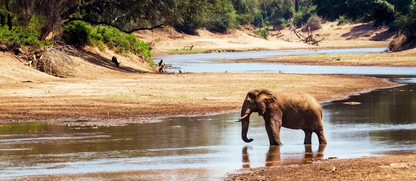 Elephant <span class="iconos separador"></span> Kruger National Park <span class="iconos separador"></span> South Africa