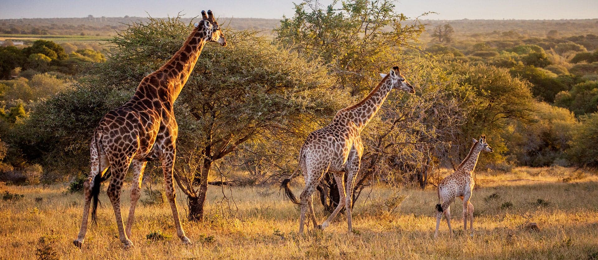 Giraffes <span class="iconos separador"></span> Kruger National Park <span class="iconos separador"></span> South Africa