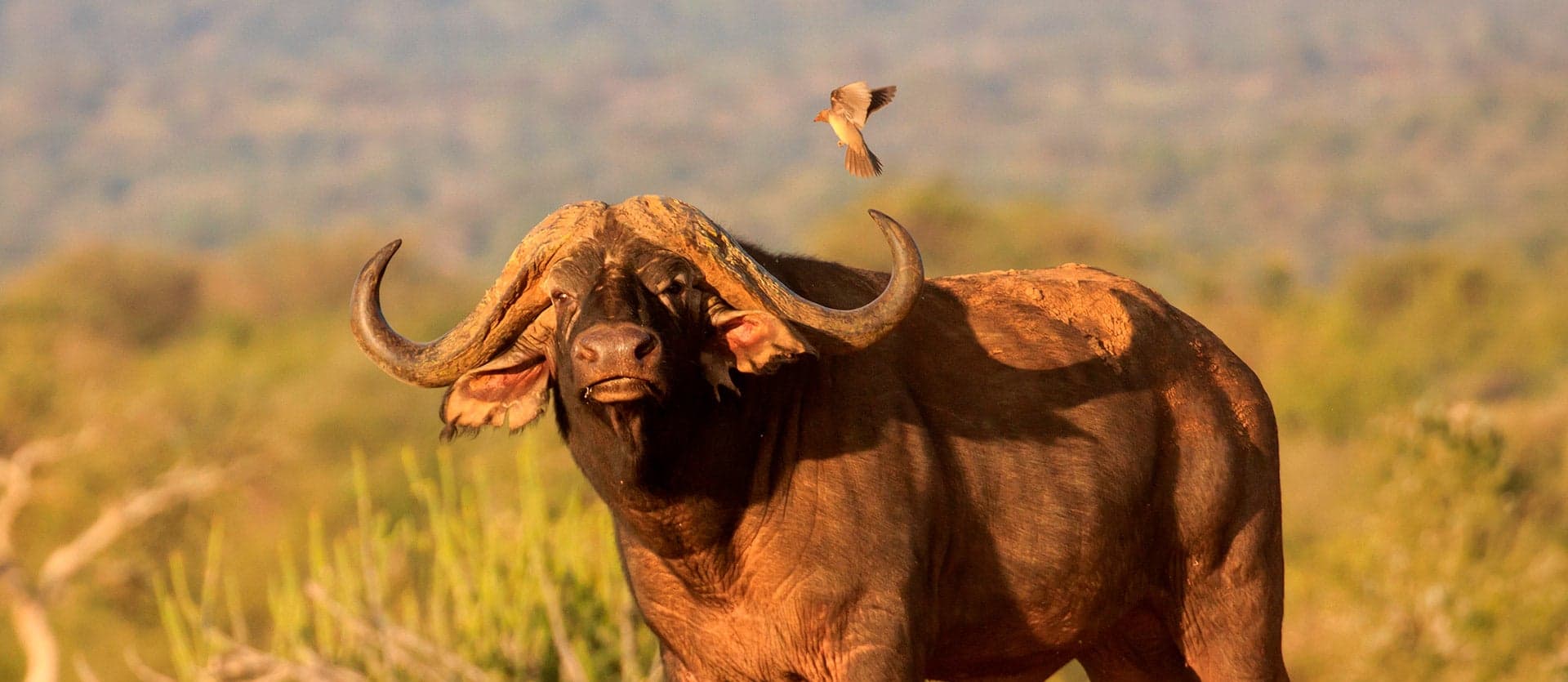 Cape Buffalo <span class="iconos separador"></span> Kruger National Park <span class="iconos separador"></span> South Africa