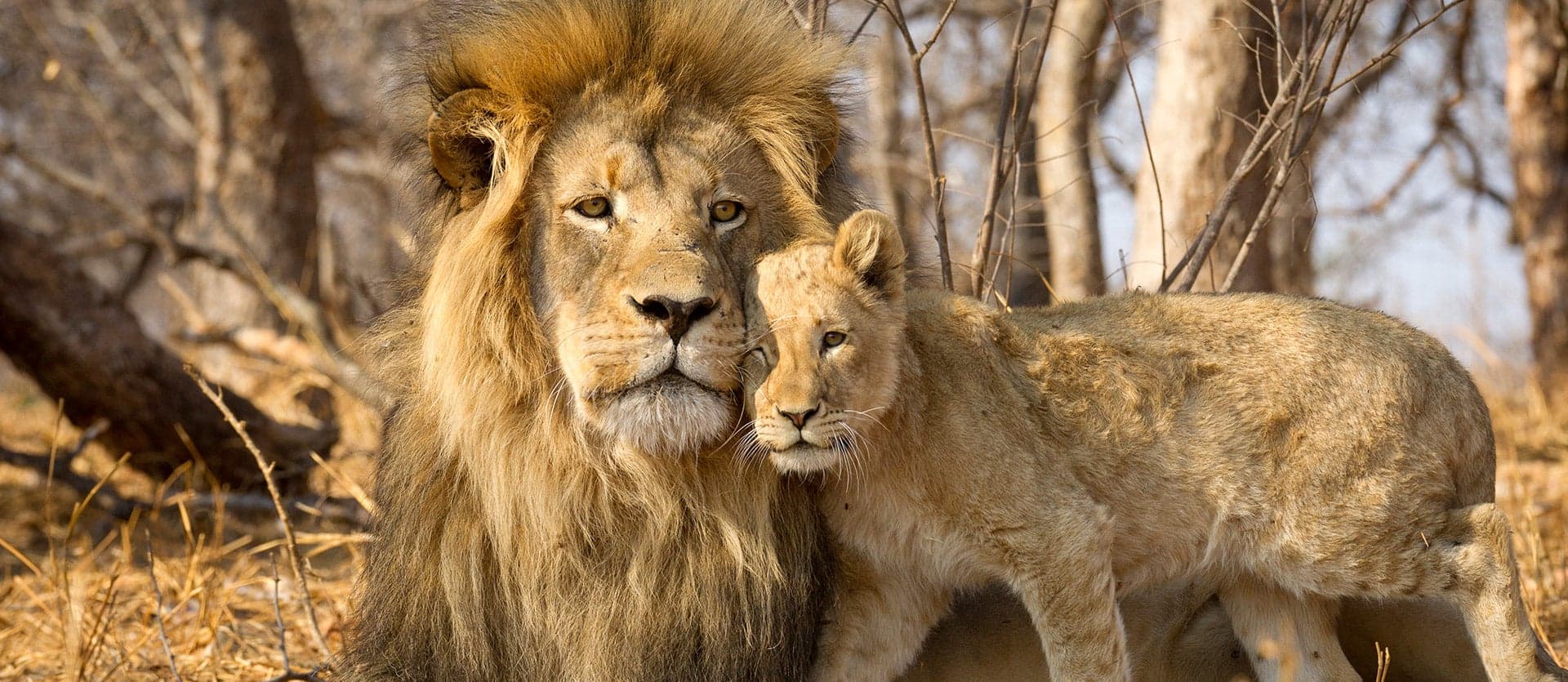 Lion and cub <span class="iconos separador"></span> Kruger National Park