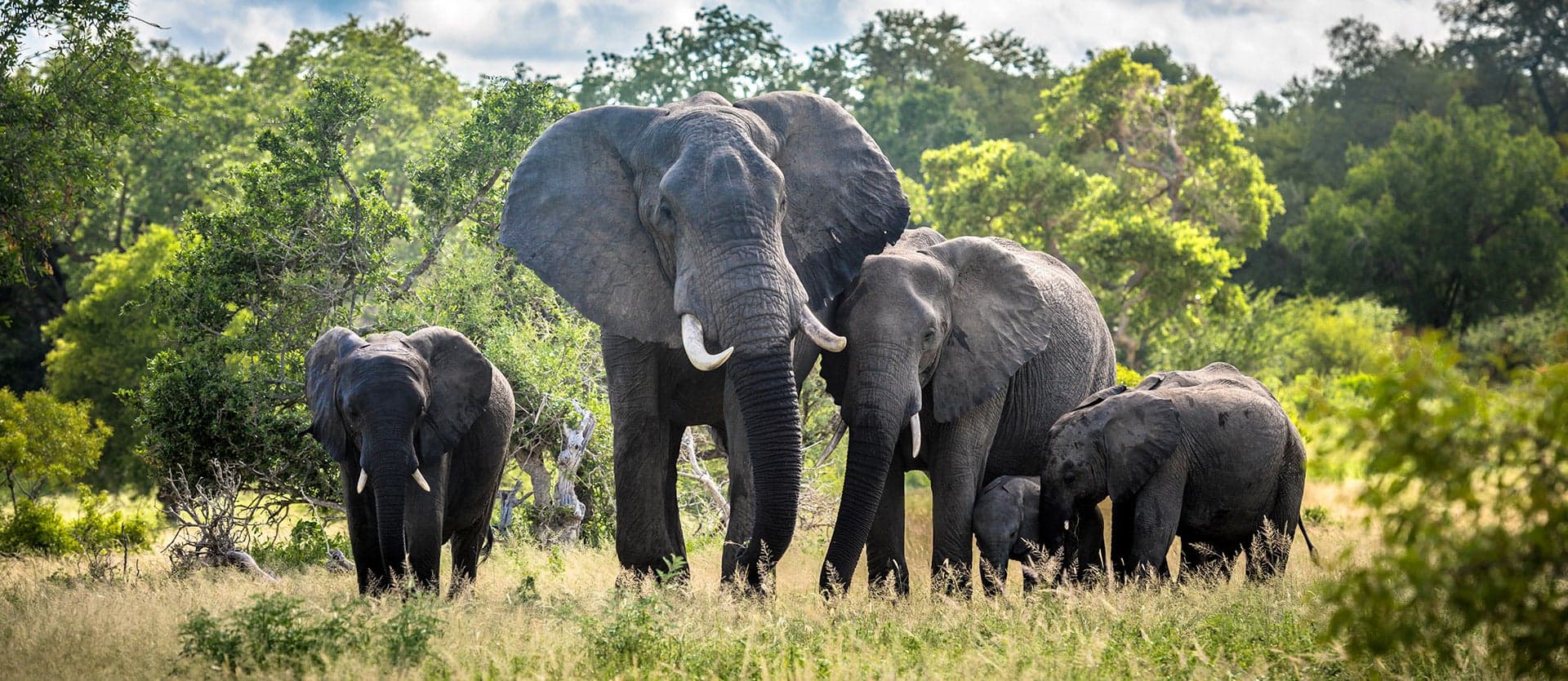 Elephants <span class="iconos separador"></span> Kruger National Park