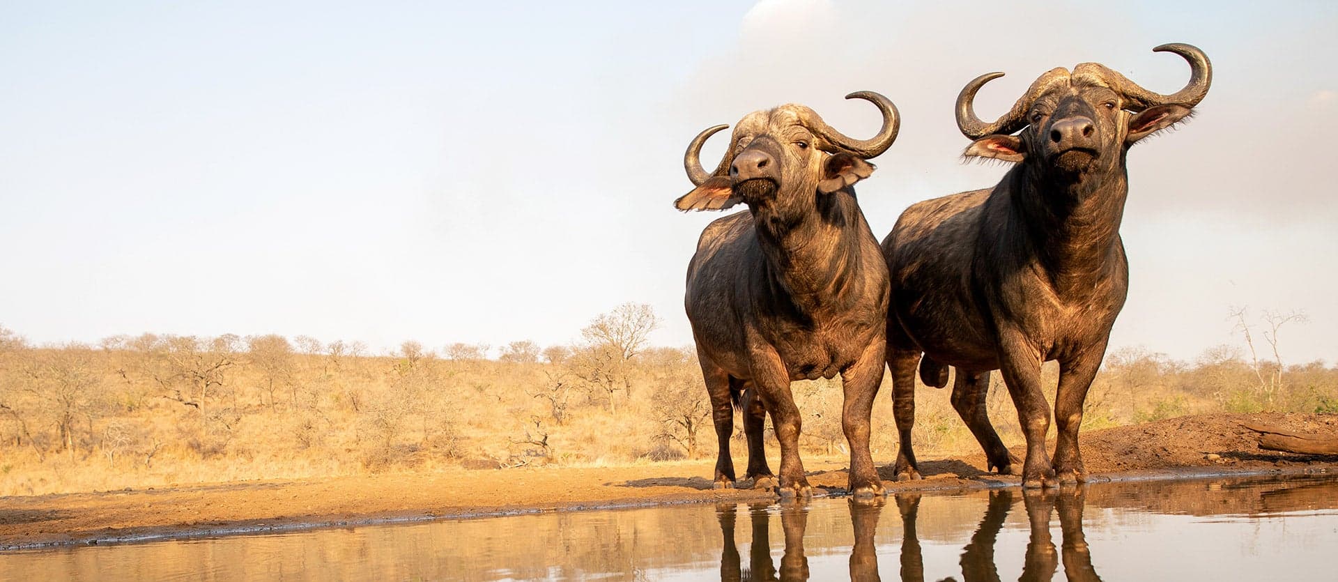 Cape Buffalos <span class="iconos separador"></span> Kruger National Park