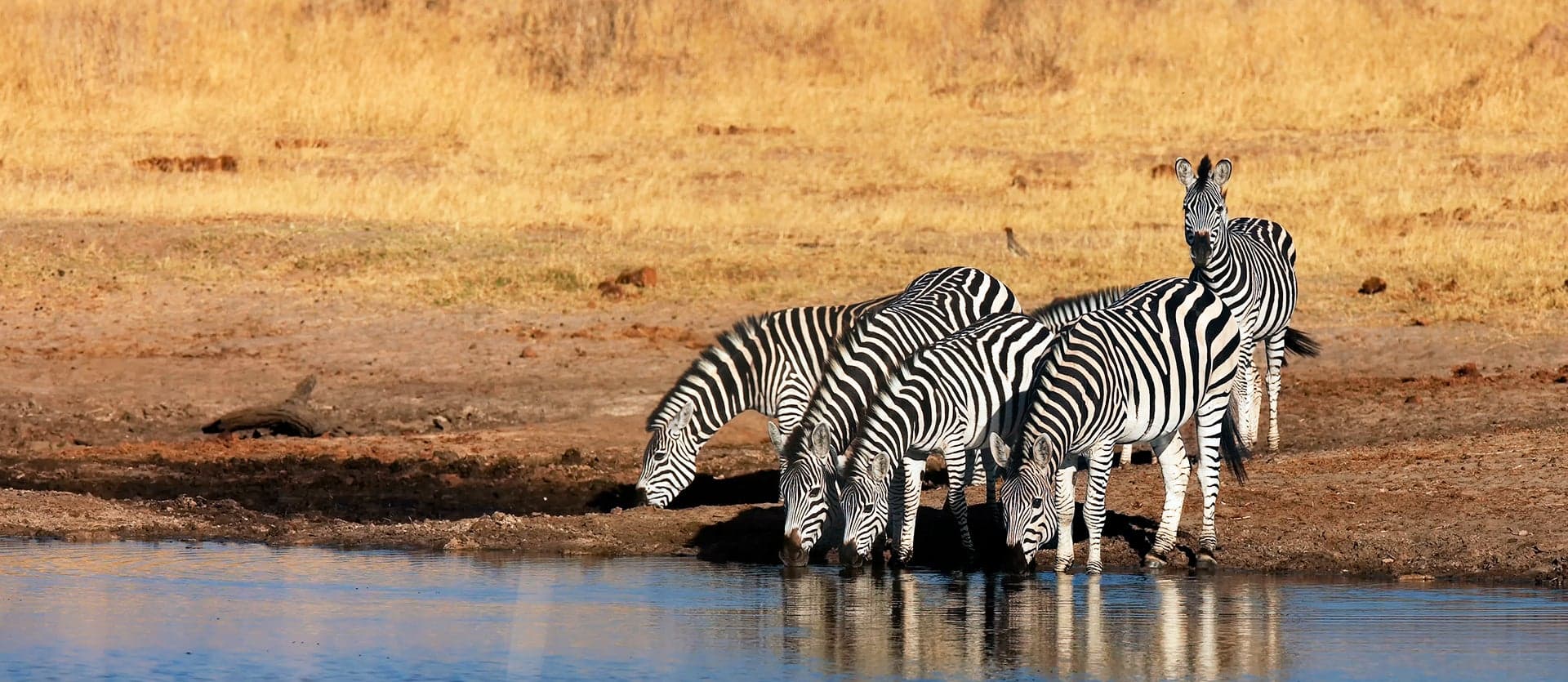 Zebras <span class="iconos separador"></span> Kruger National Park