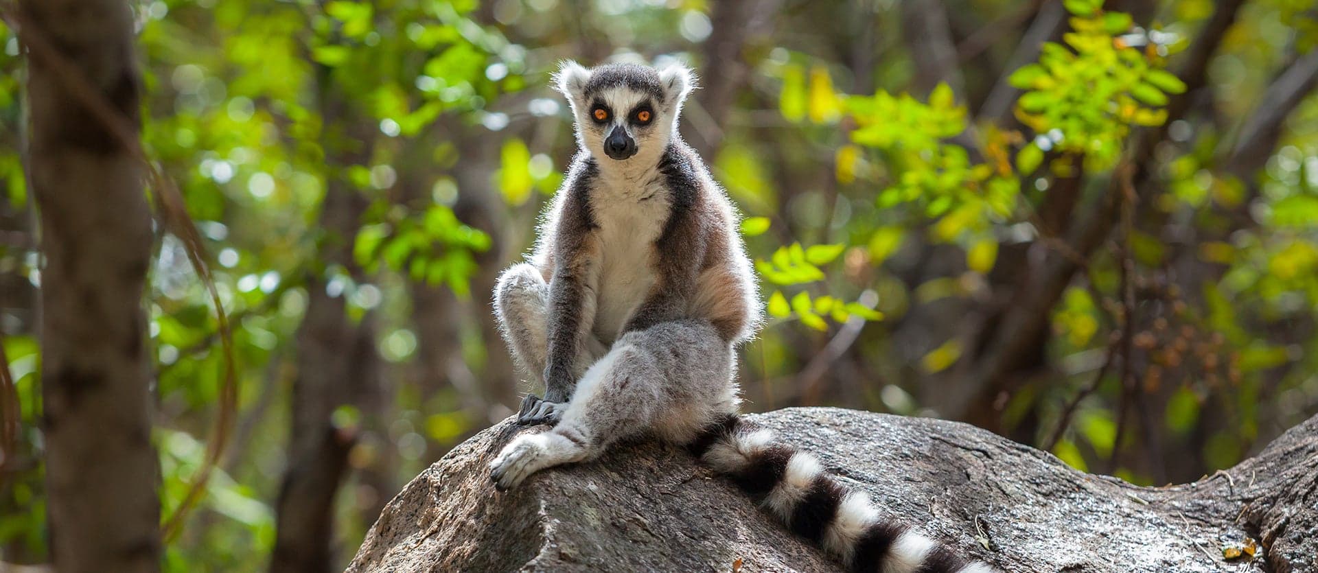 Lemurs, baobabs & Malagasy coast