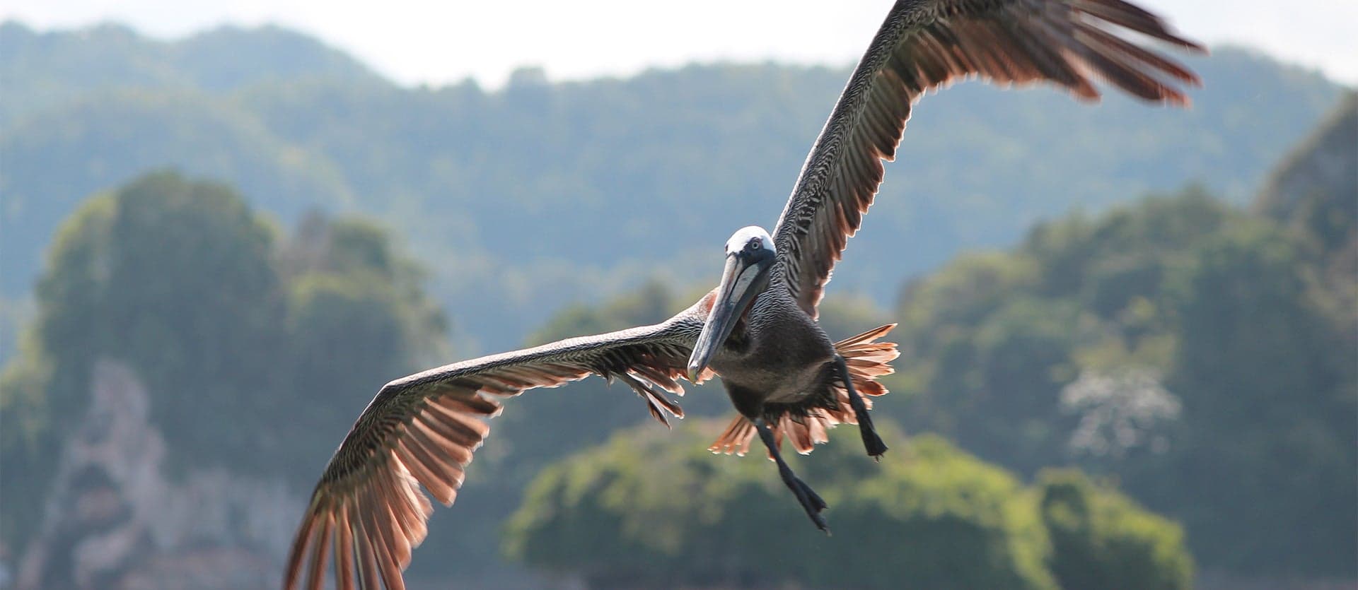 Pelican <span class="iconos separador"></span> Samana Peninsula