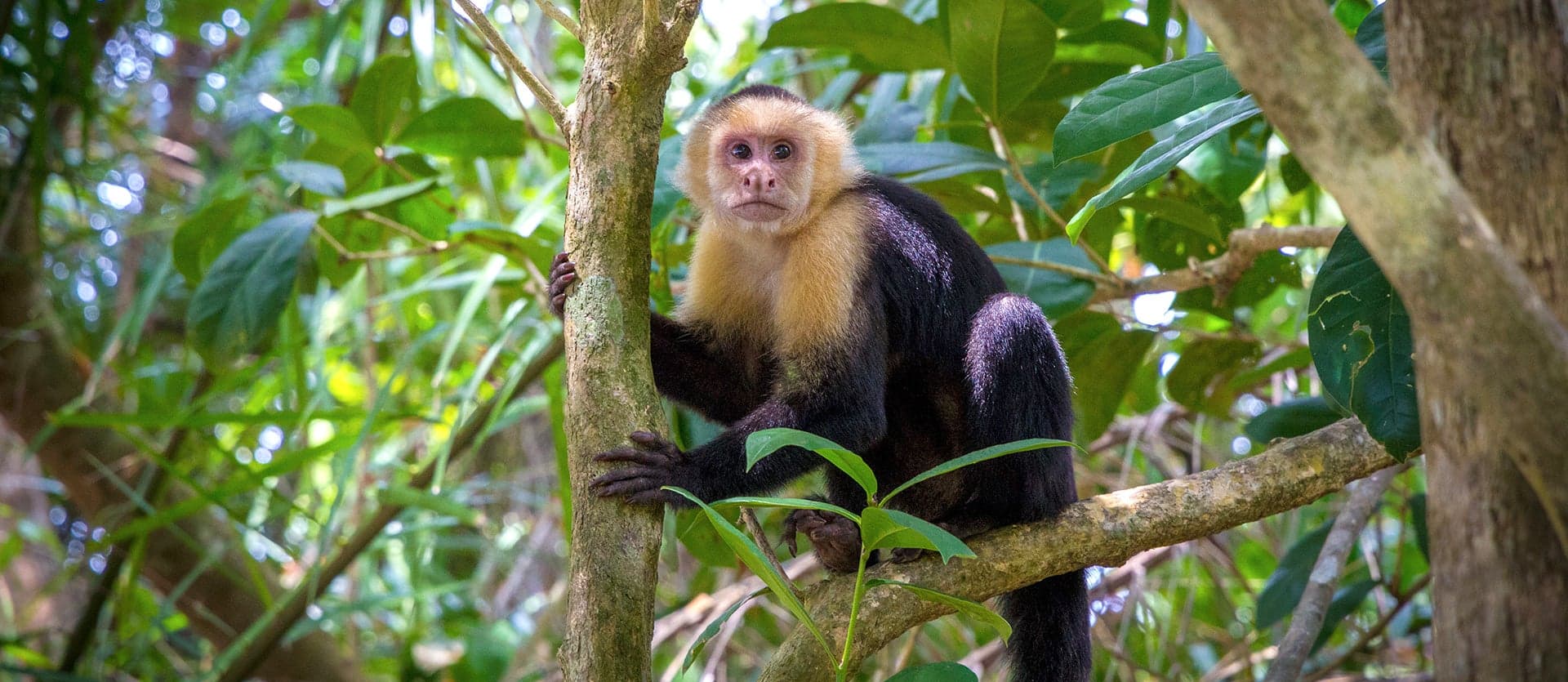 <span class="iconos separador"></span> Capuchin monkey <span class="iconos separador"></span>