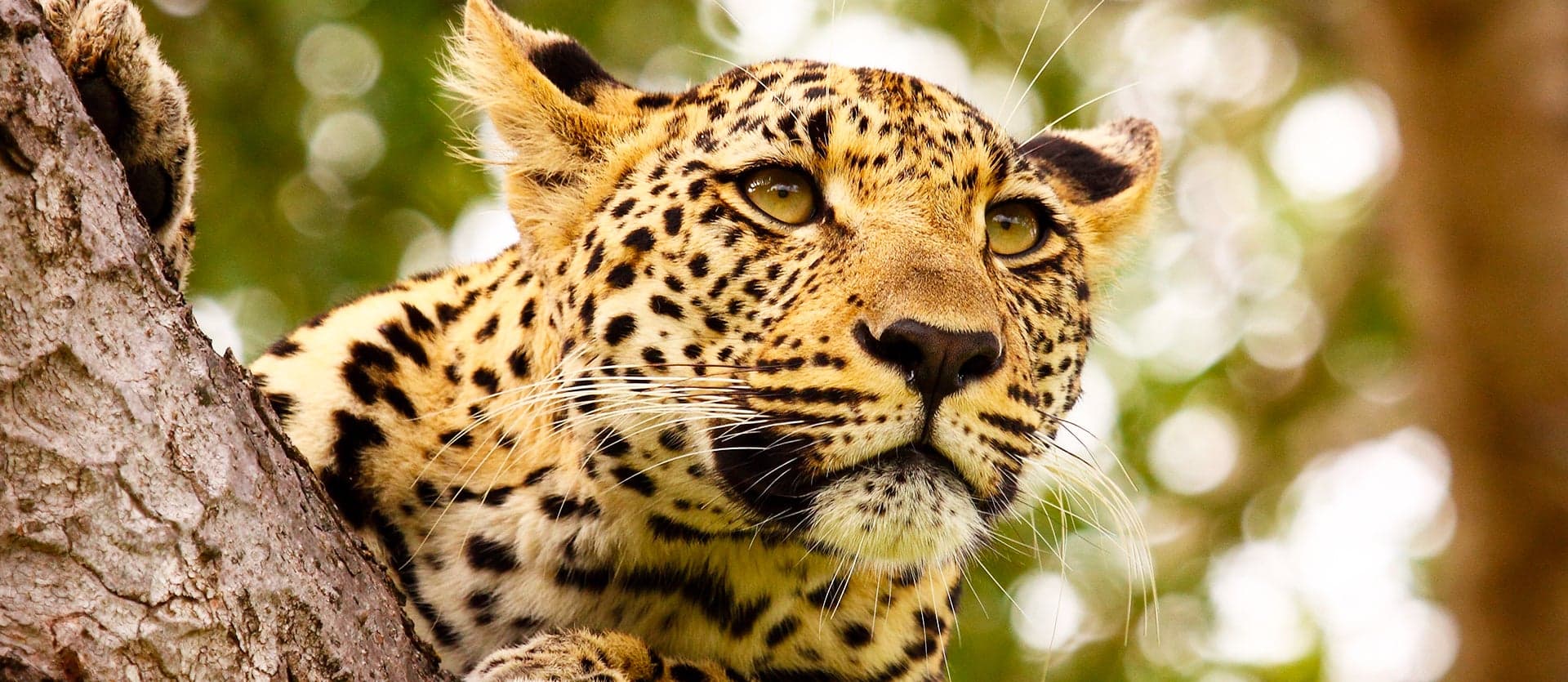 Leopard <span class="iconos separador"></span> Kruger National Park <span class="iconos separador"></span> South Africa
