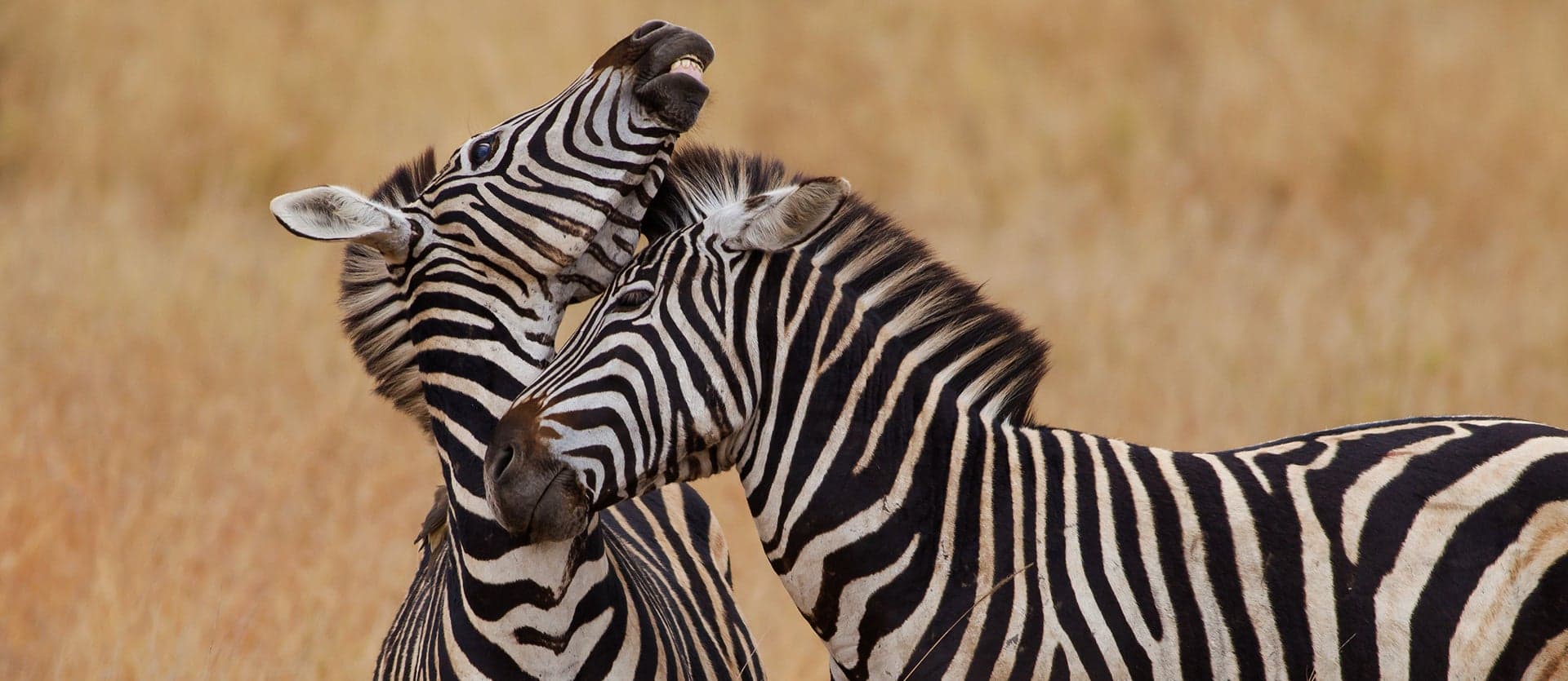 Zebras <span class="iconos separador"></span> Kruger National Park <span class="iconos separador"></span> South Africa
