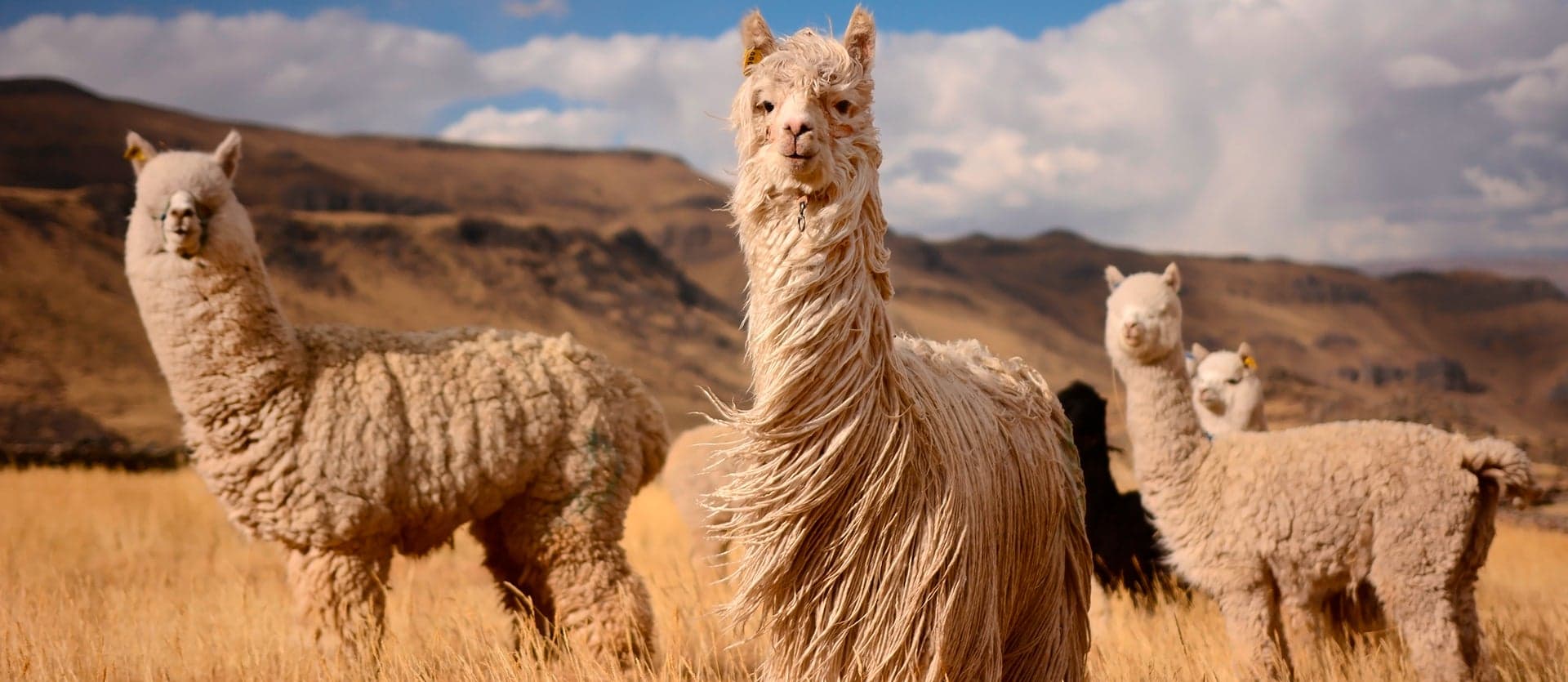 Alpacas <span class="iconos separador"></span> Cuzco