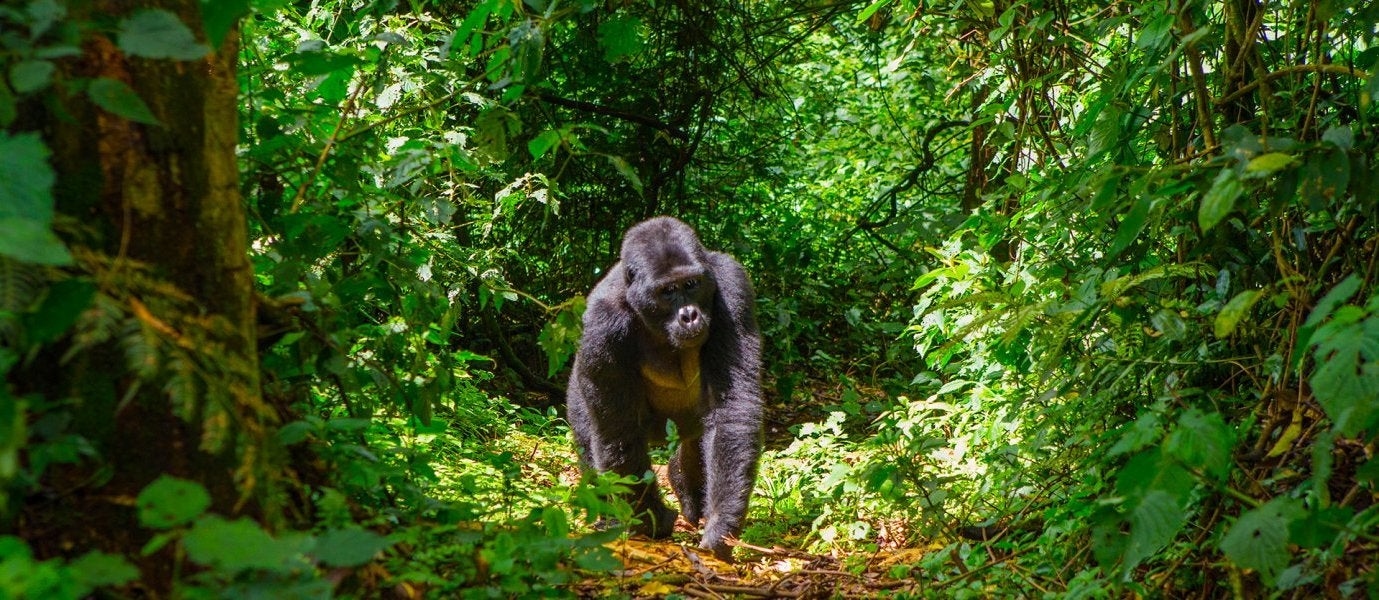 Uganda's Treasures: Land of Primates