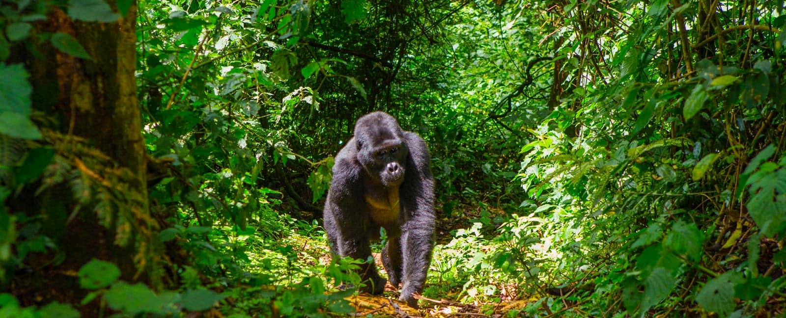 Bwindi Impenetrable National Park