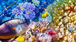 pez en la barrera de coral de australia