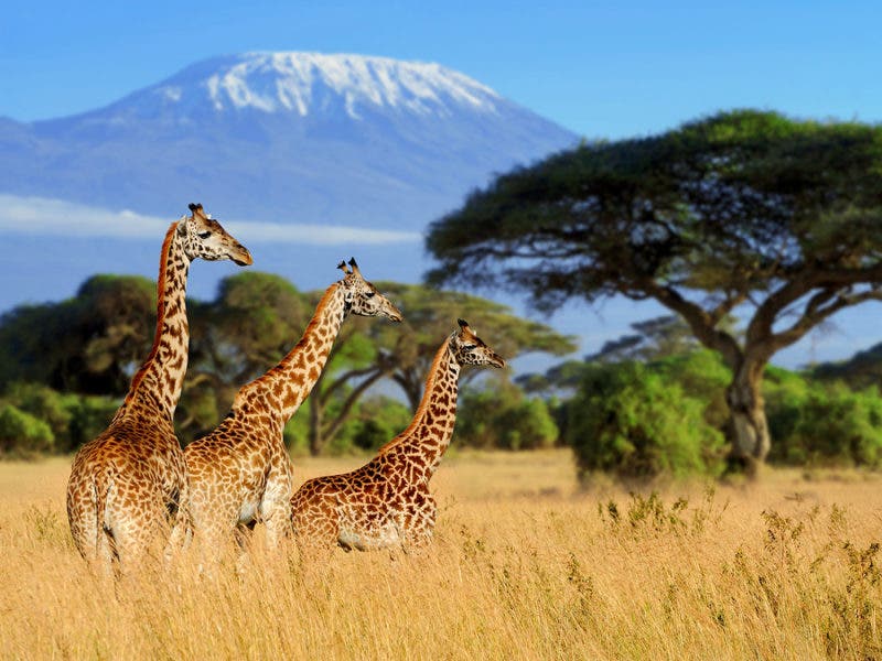 safari tanzania mejor epoca