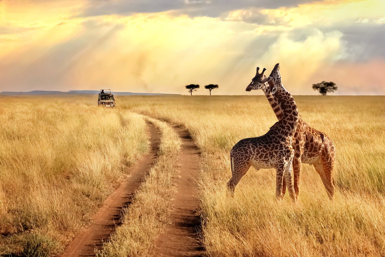 african nature safaris